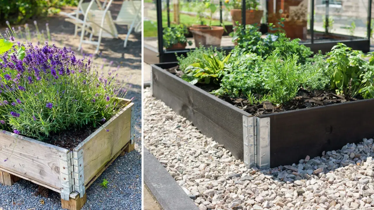 En pallkrage med lavendel och en annan med örter visar hur fin samplantering pallkrage kan vara.