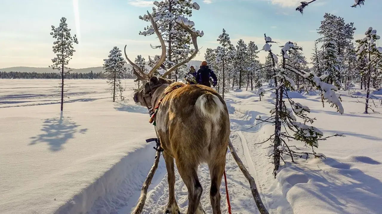 Renar drar en släde genom snöklädda skogar i Sverige. Solen lyser starkt.