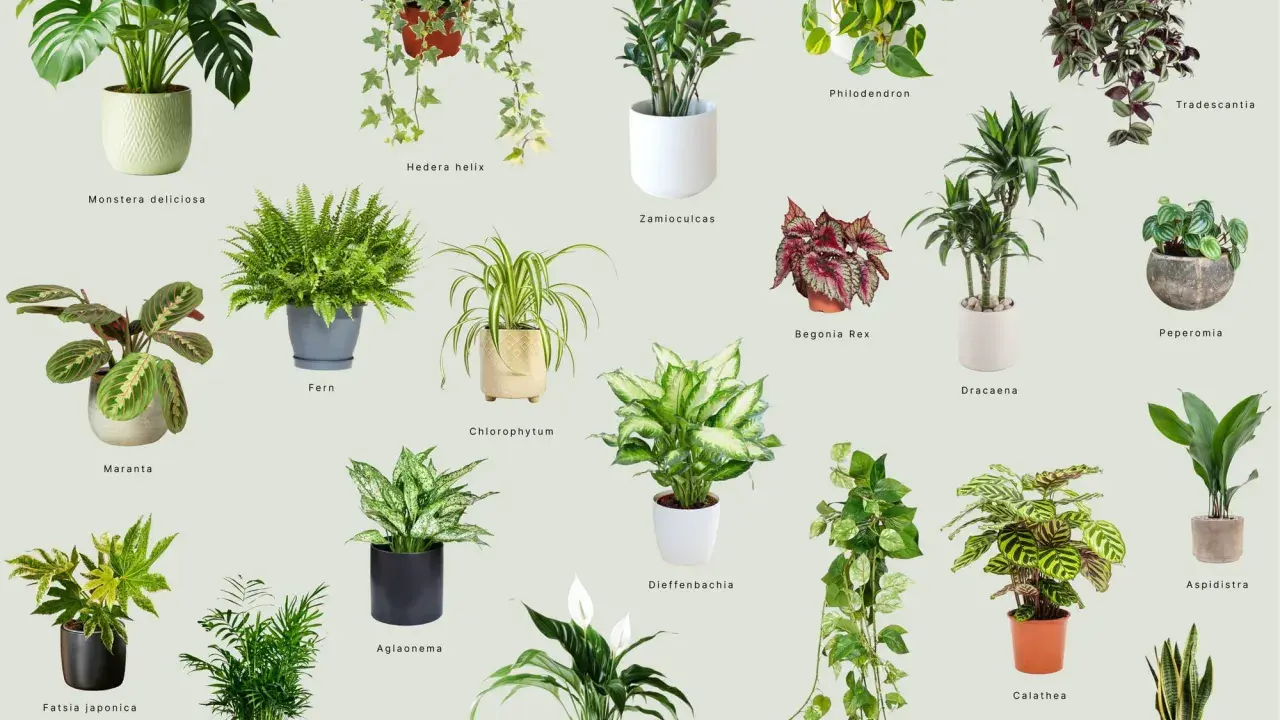 Kolekcja roślin do ciemnych pomieszczeń: Monstera, Zamioculcas, Aglaonema i inne, które ożywią każdy kąt.