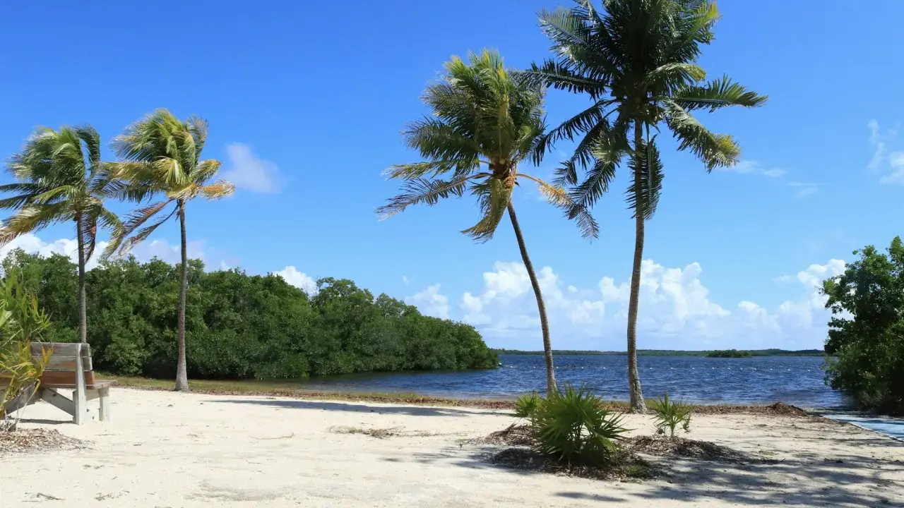Palme su spiaggia sabbiosa, mare blu e vegetazione lussureggiante. Un invito a esplorare la costa atlantica, un itinerario da sogno.