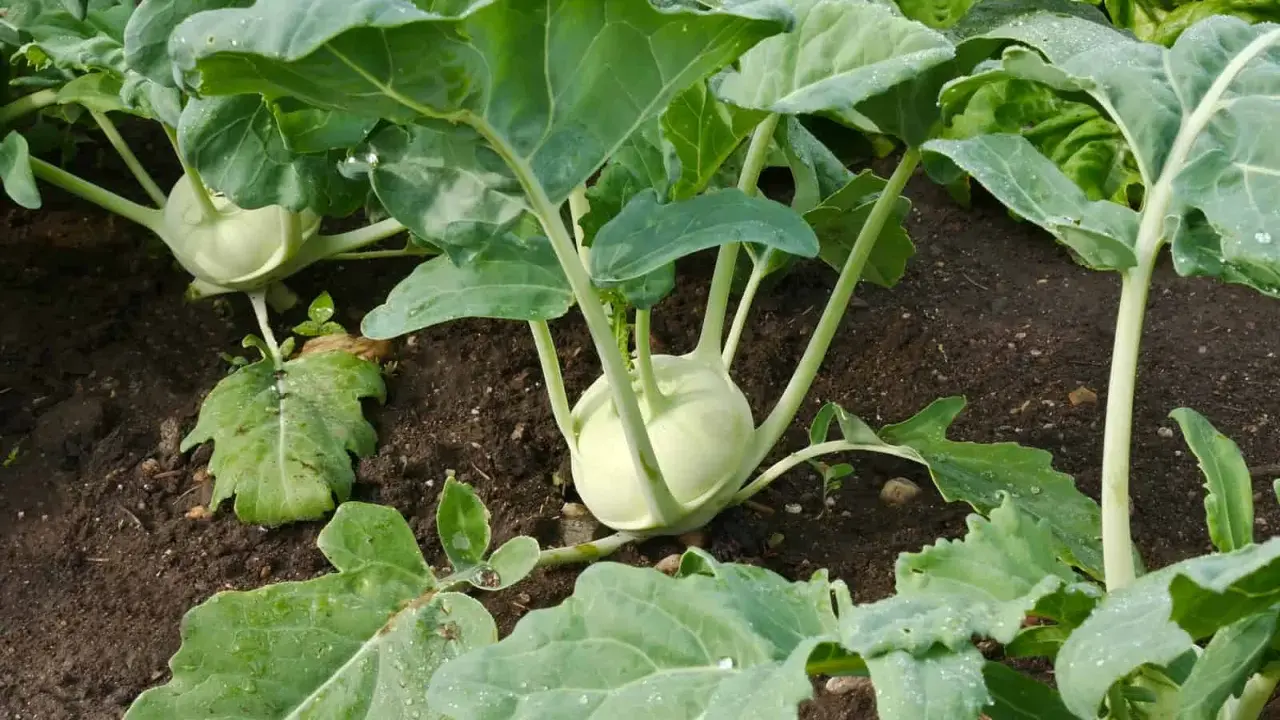 Kohlrabi plants in a garden bed, ready for harvest when the bulb reaches 2-4 inches in diameter.
