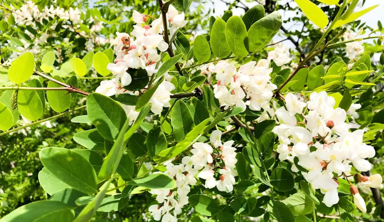 Grappes de fleurs d'acacia blanches et parfumées, ornées de feuilles vertes vives sous un ciel bleu.