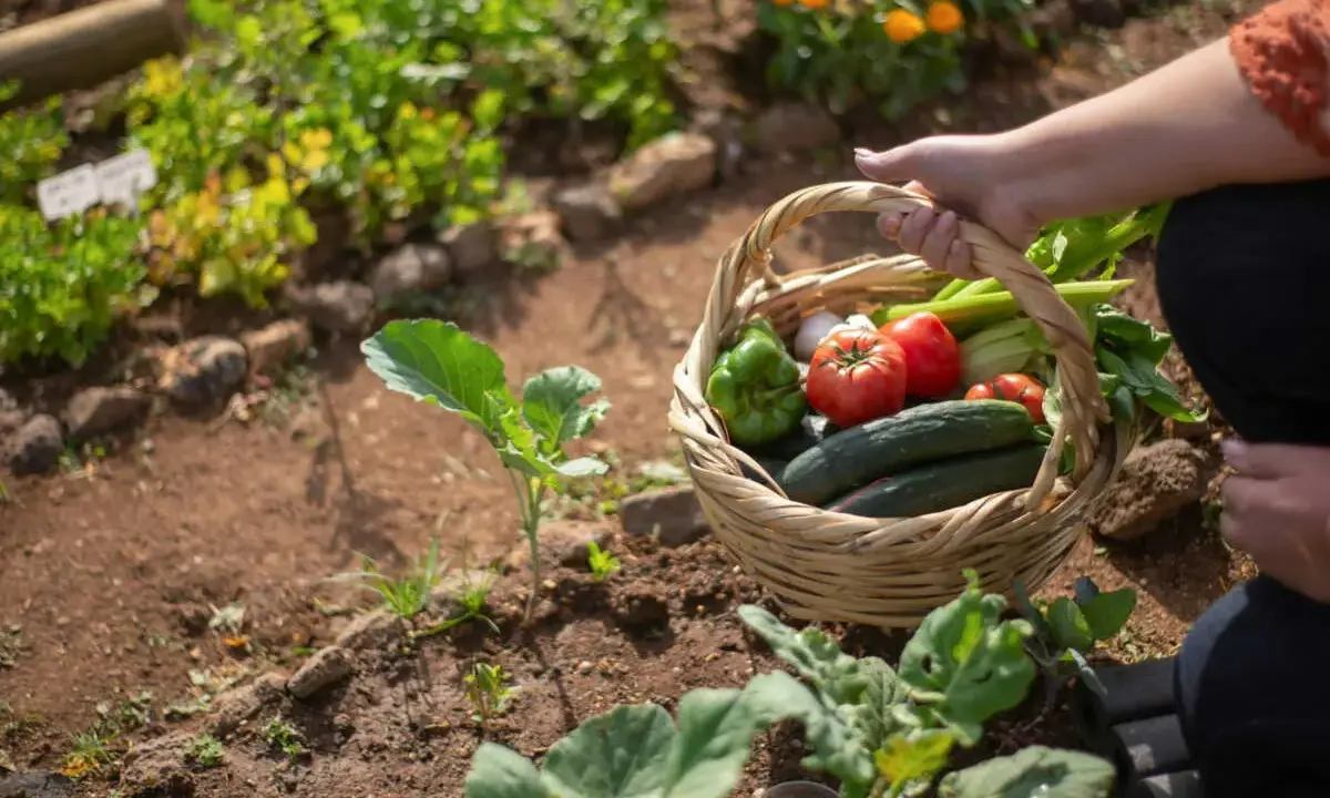 Panier de légumes frais, idéal pour savoir quoi planter en mai. Tomates, concombres, poivrons, ail et céleri dans un jardin.
