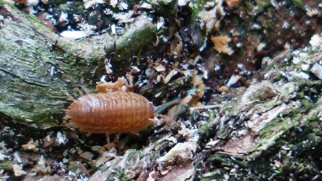 Un cochinilla, uno de los bichos de humedad, se arrastra sobre corteza húmeda y musgosa.