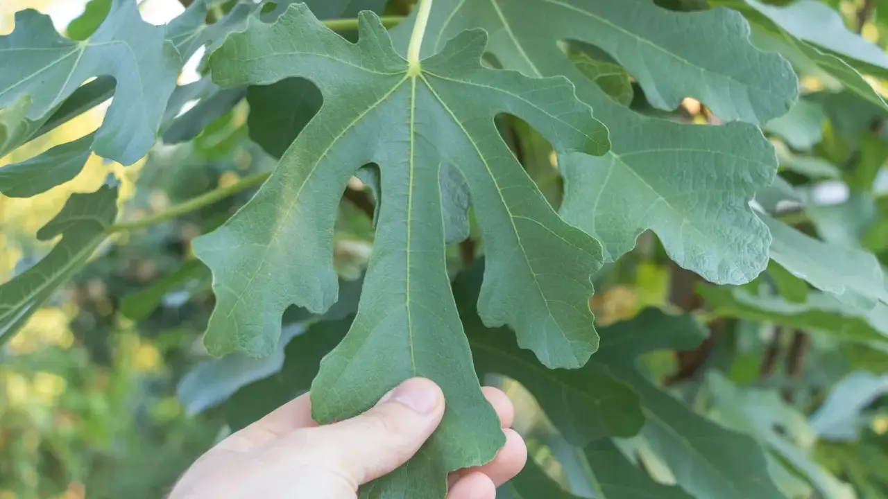 Une main touche une grande feuille de figuier verte, aux lobes profonds, sur un fond flou de verdure.