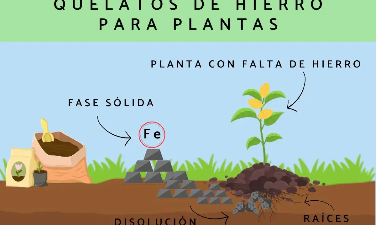 Ilustración muestra cómo el quelato de hierro en fase sólida se disuelve para nutrir las raíces de una planta con hojas amarillas por falta de hierro.
