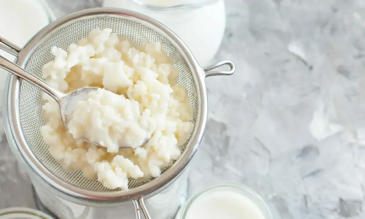 Körniger Kefir wird in einem Sieb abgetropft, bereit für die Zubereitung von Kefir-Joghurt oder einer cremigen, säuerlichen Beilage.