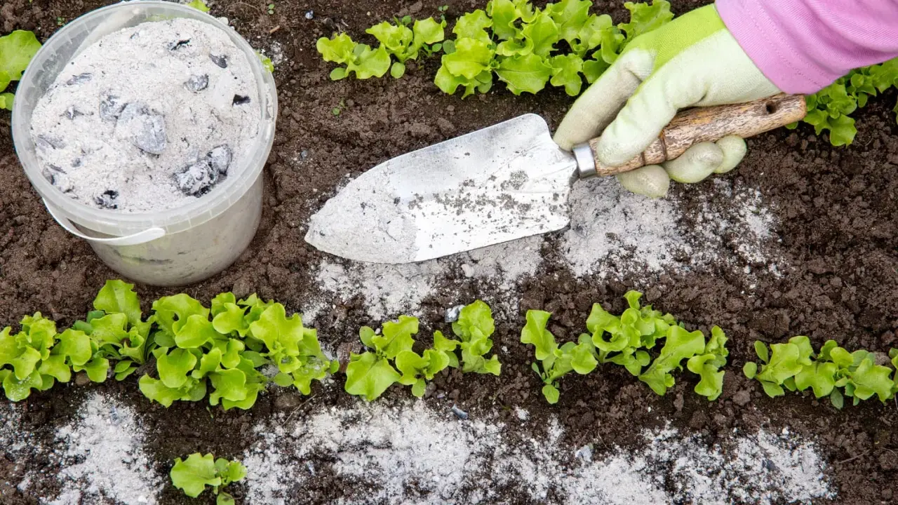Un jardinier utilise une pelle pour épandre de la cendre de bois près de jeunes plants de laitue.