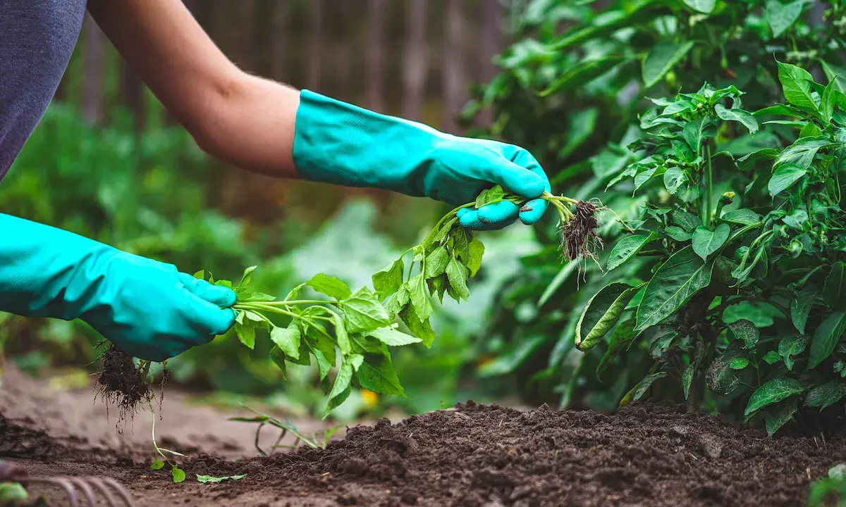 Manos enguantadas sacan con cuidado una planta con raíces del suelo, tarea esencial para quitar malas hierbas y cuidar el huerto.