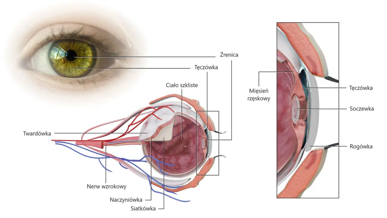 Anatomia oka: tęczówka, soczewka, rogówka, ciało szkliste, nerw wzrokowy. To skomplikowany aparat ochronny oka.