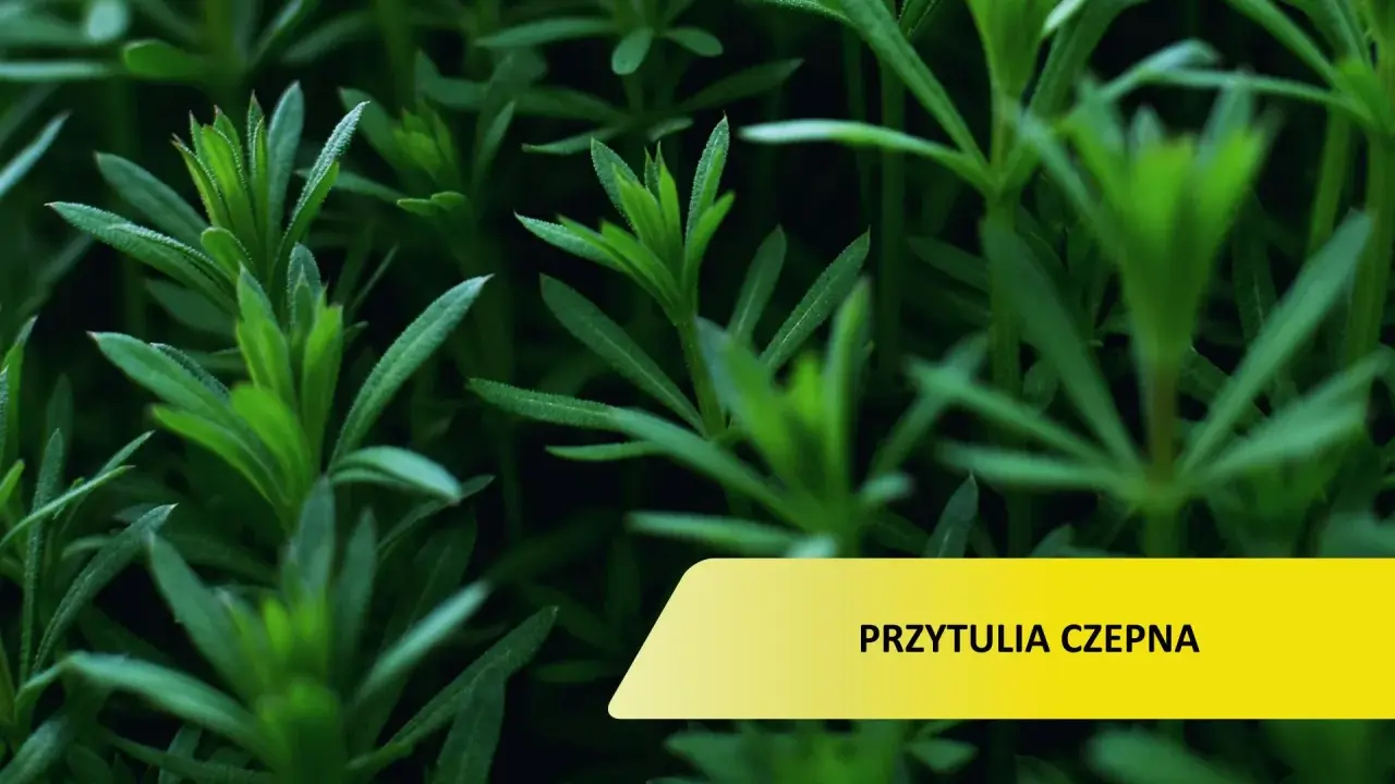 Przytulia czepna w ogrodzie? Skutecznie ją zwalcz i zapobiegaj!