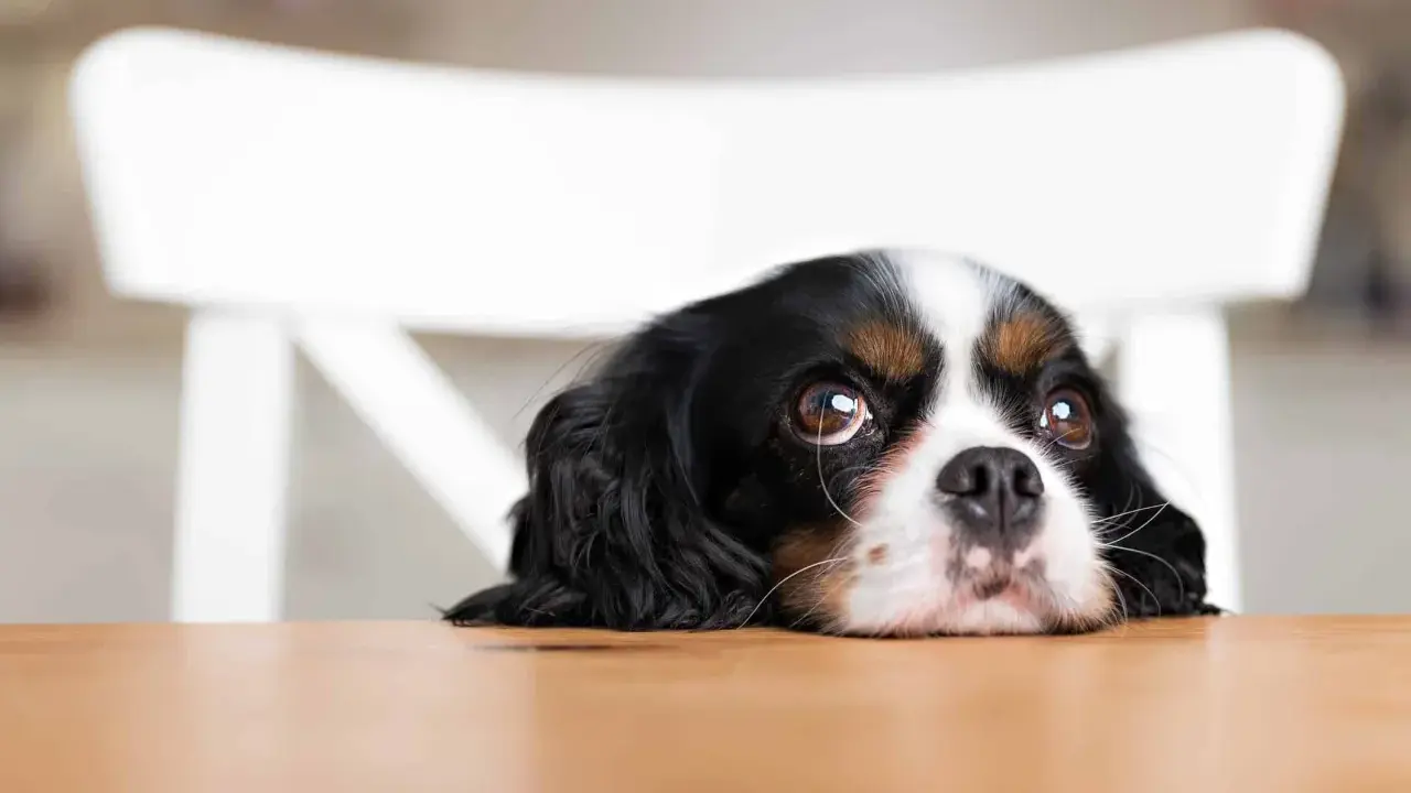 Un cachorro con ojos de cachorro mira con esperanza desde detrás de una mesa de madera.