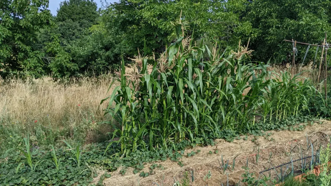 Un champ de semis de maïs verdoyants, avec des rangées de légumes et de la paille au premier plan, sous un ciel bleu.