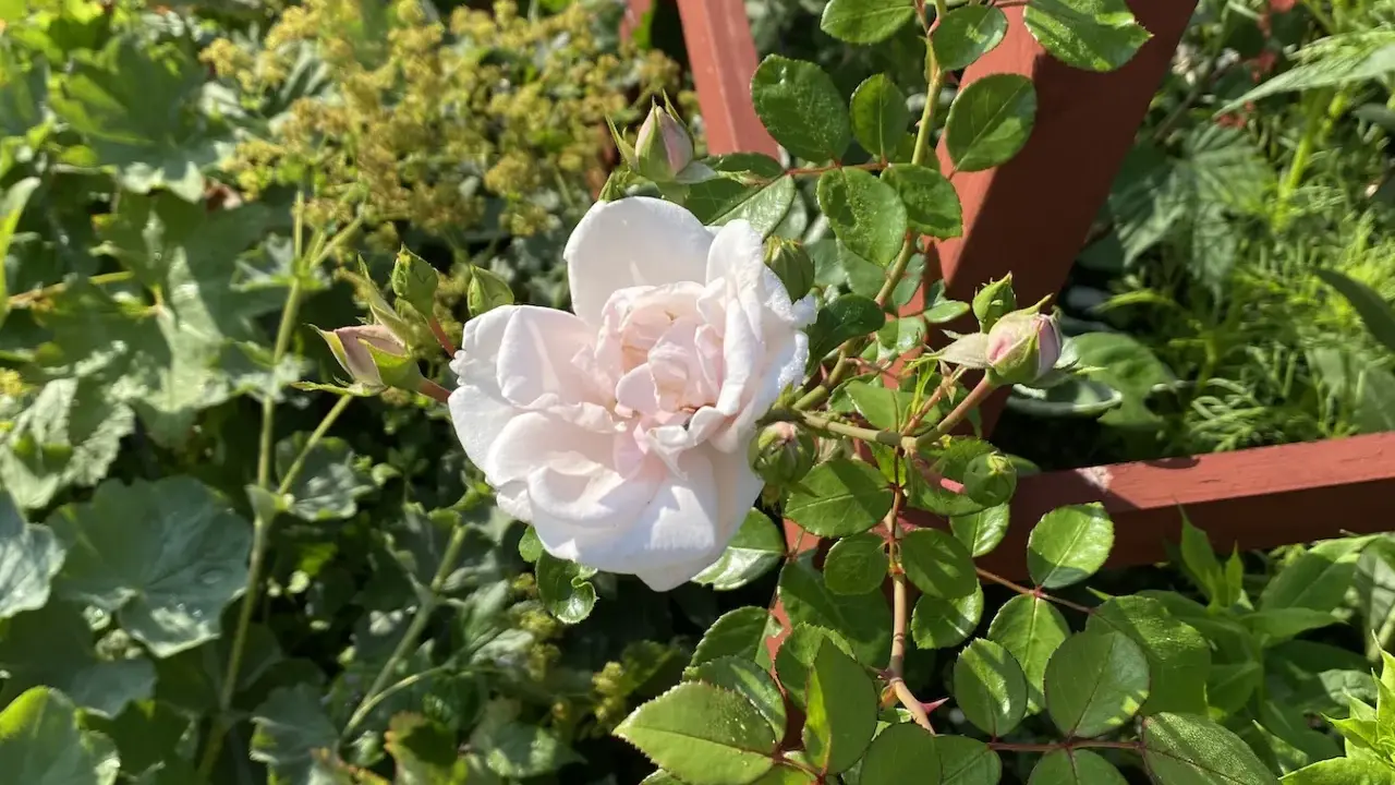 A pale pink rose blooms on a thorny stem, surrounded by green leaves and rosebuds.