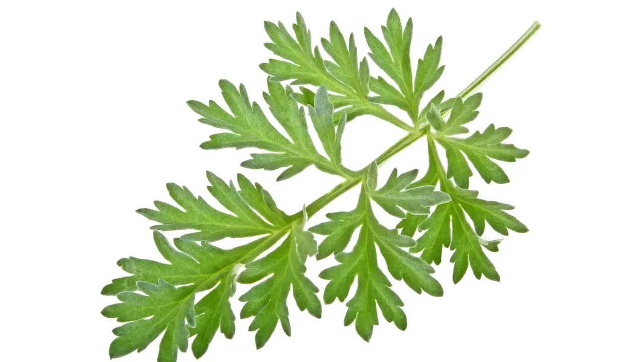 Une branche d'absinthe aux feuilles vertes découpées, évoquant ses nombreux bienfaits pour la santé.