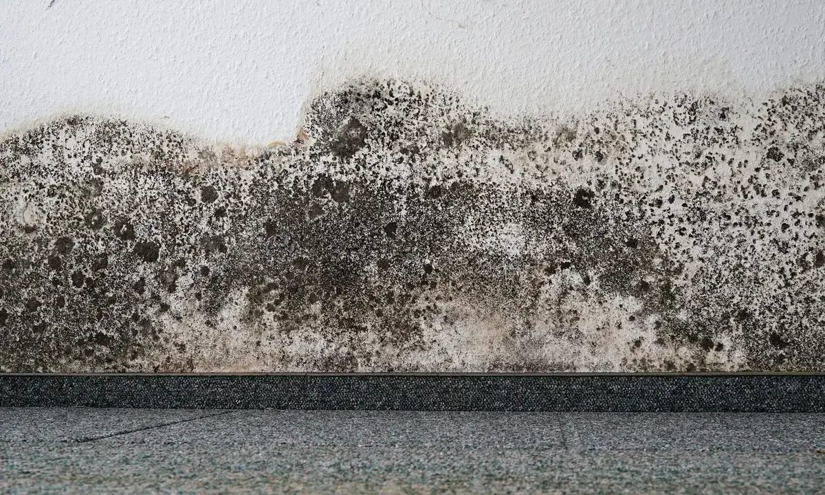 Muri bianchi con estesa muffa a puntini scura e grigiastra che avanza dal basso, creando un effetto maculato.