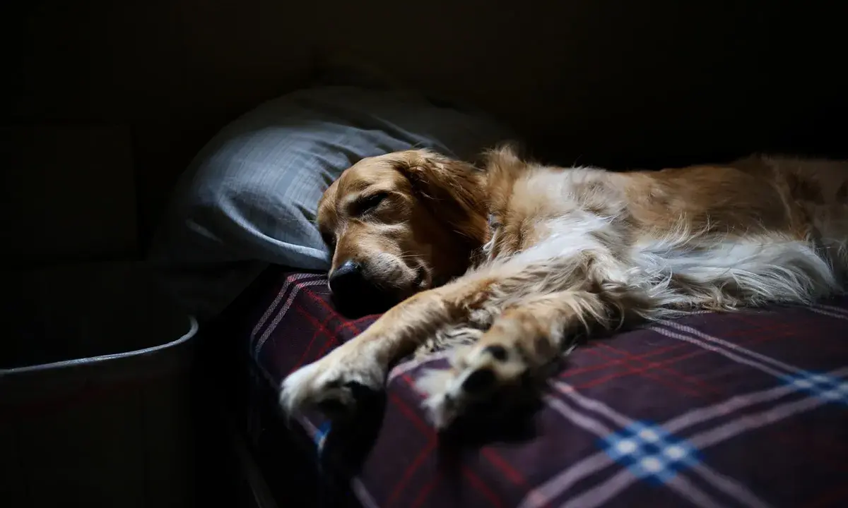 Złoty retriever w głębokim śnie, z łapami wyciągniętymi na kratowaną kołdrę. Widać, że to spokojna faza REM u psa, pełna marzeń.
