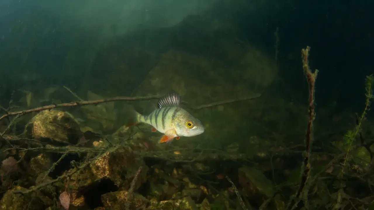 En abborre, sveriges vanligaste fisk, simmar bland stenar och grenar i grumligt vatten.