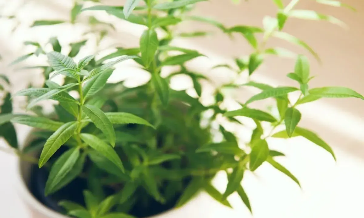 Une plante de verveine citronnelle en pot, ses feuilles vertes vives captent la lumière du soleil.