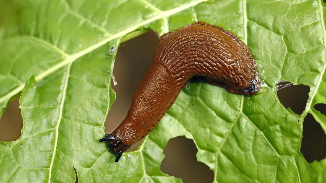 Une limace de jardin, marron et luisante, se déplace sur une grande feuille verte trouée.