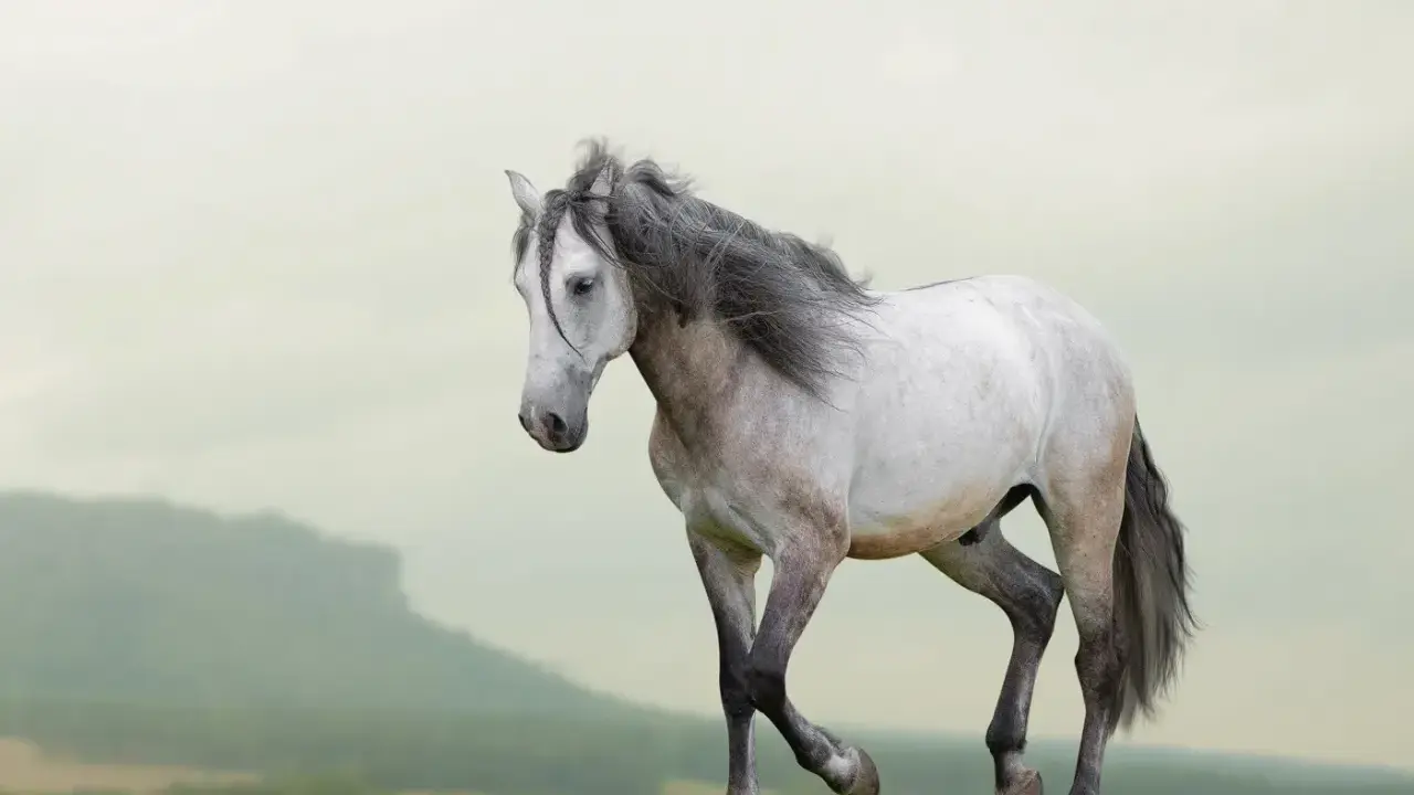 Ein elegantes Lusitano Pferd mit grauer Mähne galoppiert über eine grüne Wiese vor einer sanften Hügellandschaft.