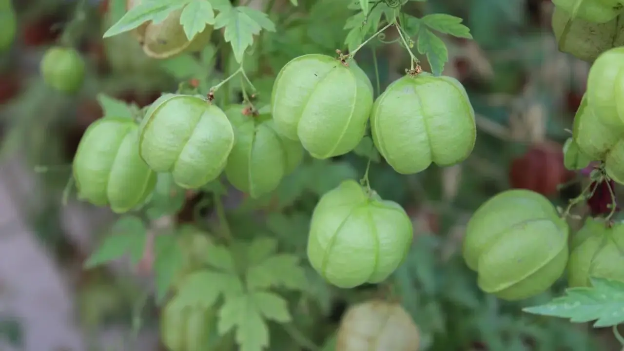Des pois de cœur verts et gonflés pendent d'une vigne feuillue, certains déjà teintés de rouge.
