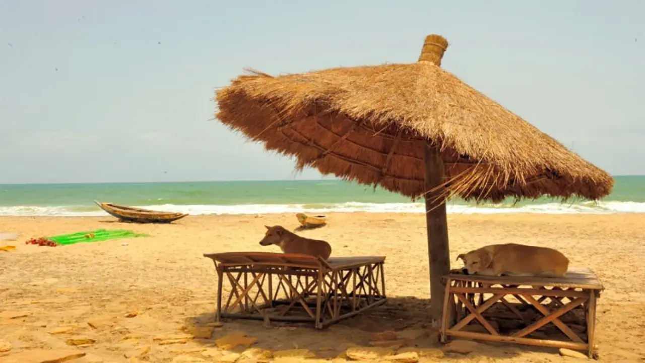 Due cani in spiaggia riposano all'ombra di un grande ombrellone di paglia. Uno è sdraiato su un tavolino, l'altro è seduto.