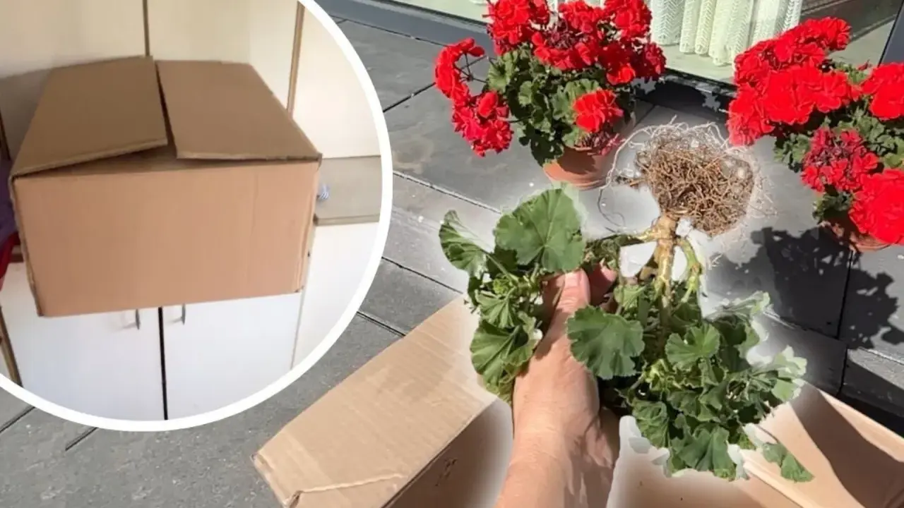 Jak przezimować pelargonie w kartonie? Przygotowanie roślin do zimowania, wykopanie z ziemi i schowanie do kartonu.