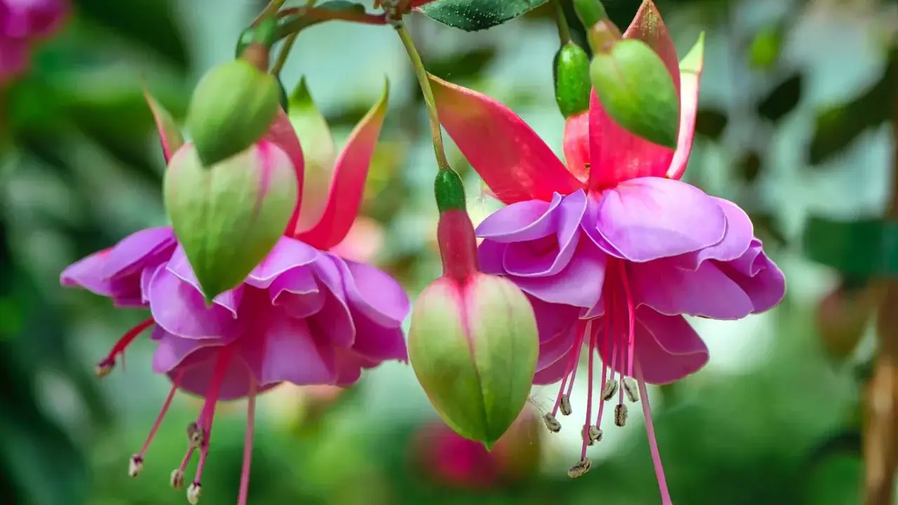 Fleurs de plante fuchsia aux pétales roses et violets, avec des boutons verts pendant.