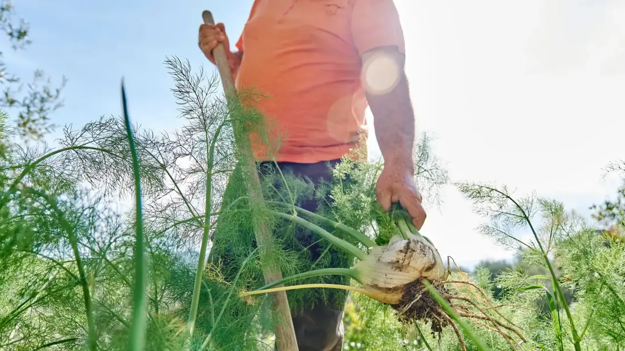 Un homme récolte un bulbe de fenouil frais, témoignant d'une belle culture fenouil. Le soleil brille sur le jardin.