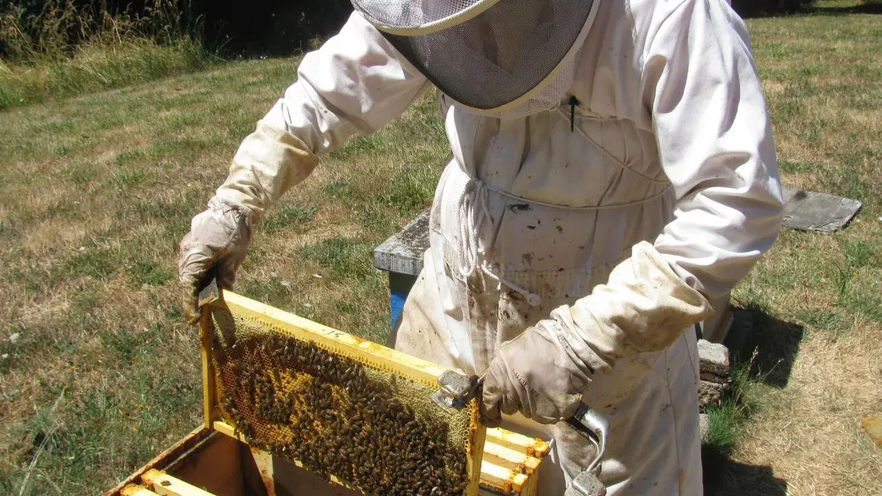 A beekeeper in a protective suit inspects a frame teeming with bees, a scene from a master beekeeper program.