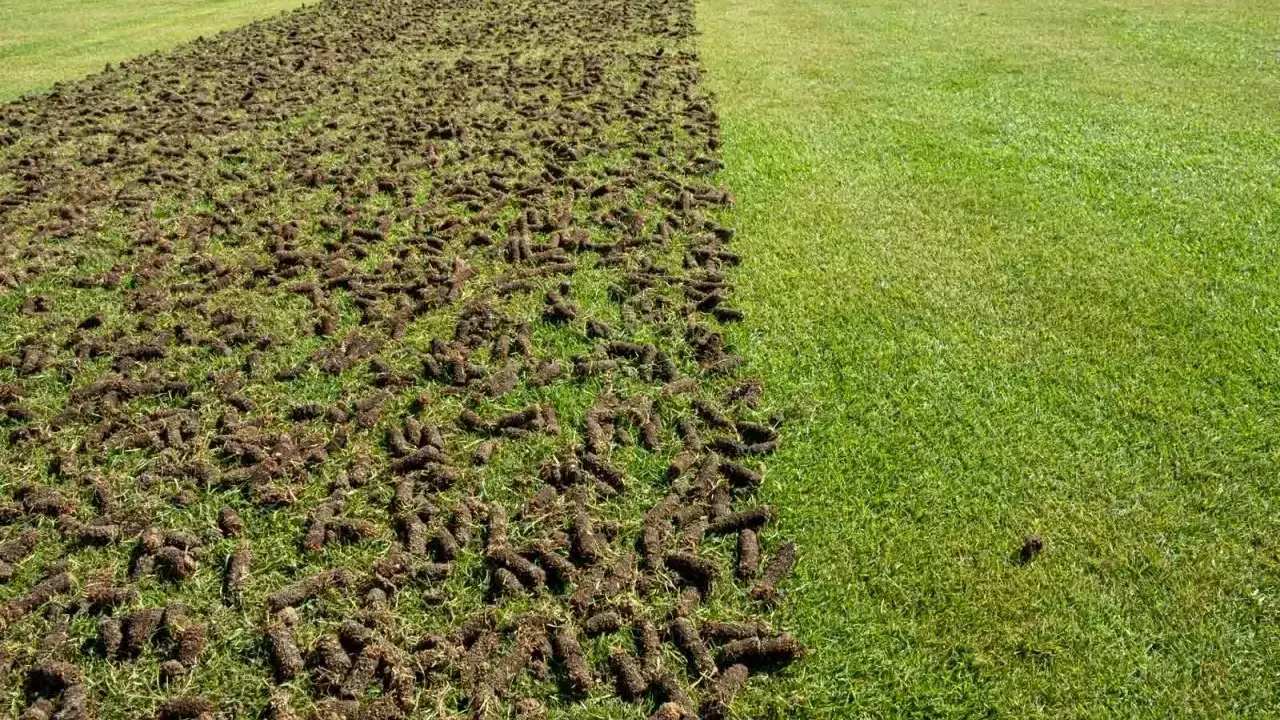 Trawnik po aeracji, z widocznymi wyciętymi fragmentami darni. Zastanawiasz się, ile minut podlewać trawnik po takim zabiegu?