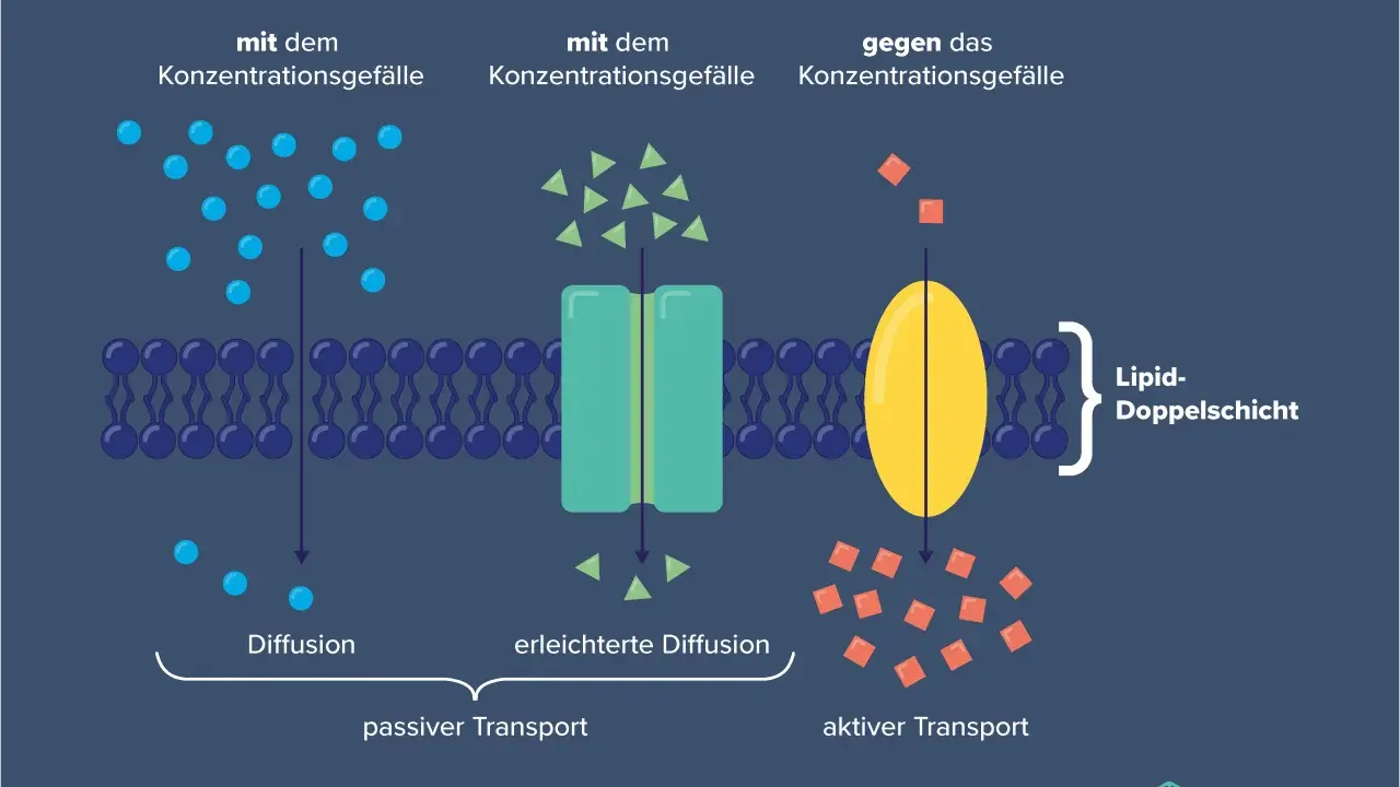 Zellmembran mit passiven und aktiven Transportmechanismen. Tunnelproteine erleichtern den Stofftransport über die Lipiddoppelschicht.