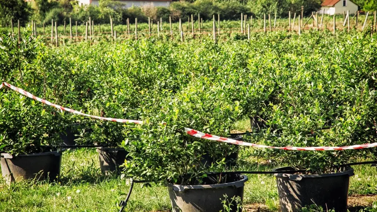 Reihen von jungen Heidelbeerpflanzen in großen Töpfen auf einem Feld. Ein rotes und weißes Absperrband markiert den Bereich. Der Heidelbeere Standort ist gut gepflegt.