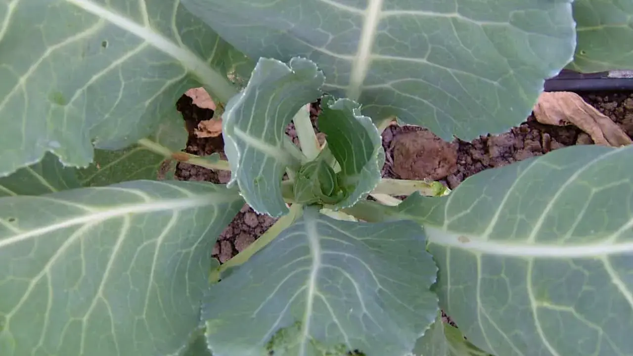 A young collard green plant, showing its large, veined leaves. This is a good time to consider when to harvest collard greens for tender, flavorful leaves.