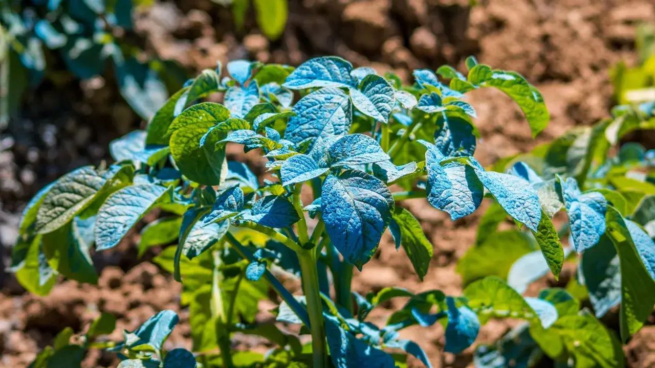 Plantes de pommes de terre traitées à la bouillie bordelaise, leur composition bleue protégeant les feuilles vertes contre les maladies.