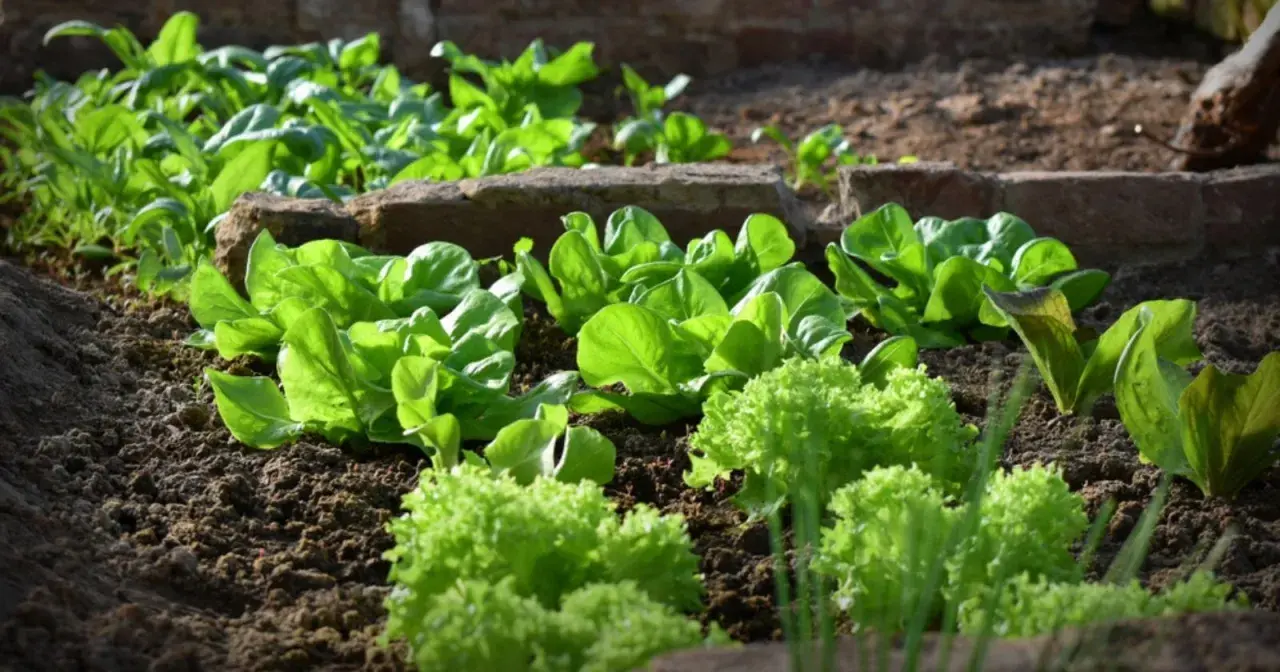 Légumes verts frais, salades et épinards, poussent dans un jardin, parfaits pour que planter mi-ombre mi soleil.