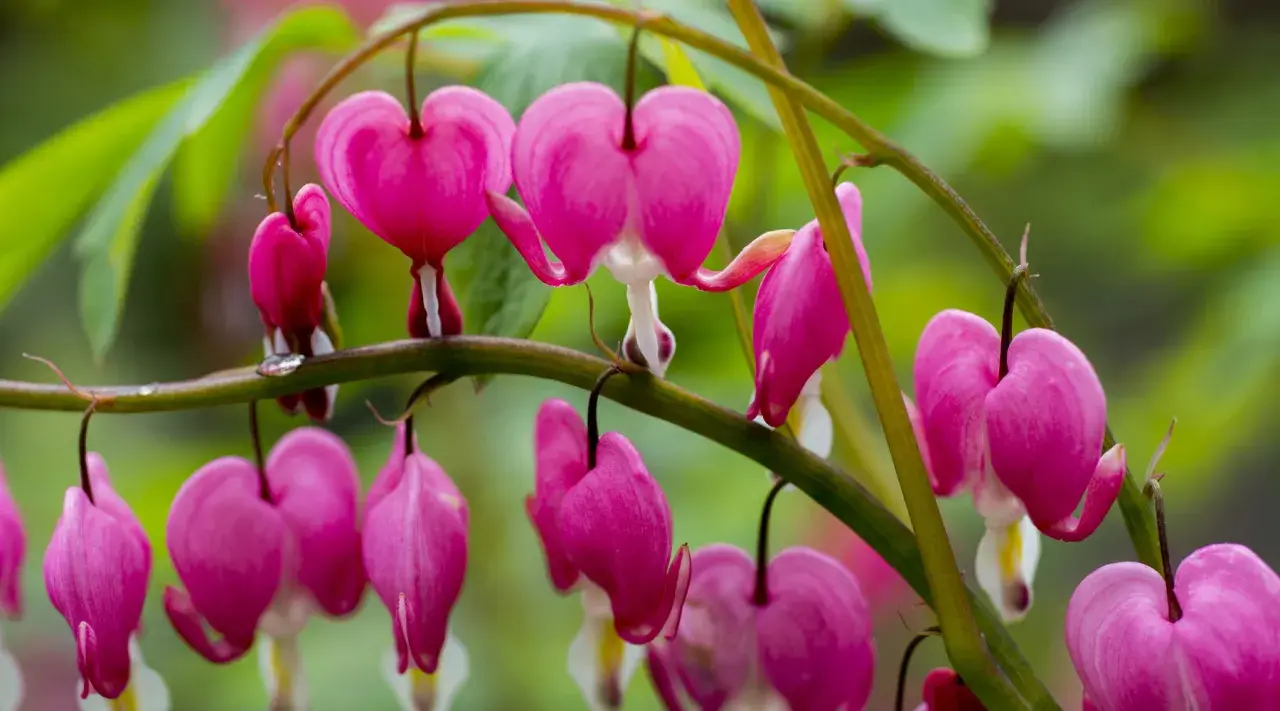 A cluster of bright pink flowers, each shaped like a delicate heart, hang from a green stem.