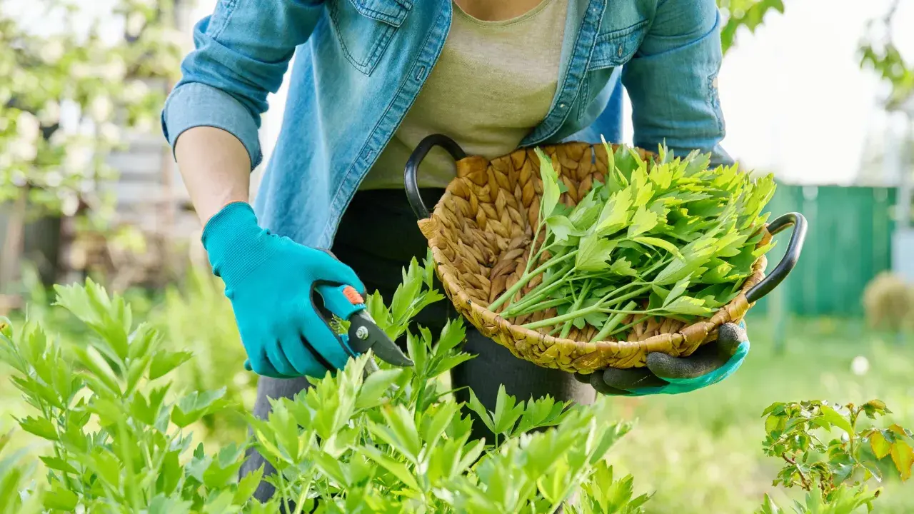 Gartenarbeit: frisches Maggikraut ernten für die Haltbarmachung. Ein Korb voller grüner Blätter wartet.
