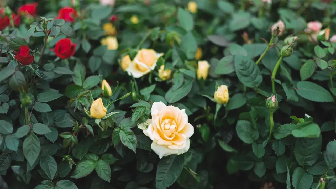 A bush of mini rose plants with red and yellow blooms and green leaves.