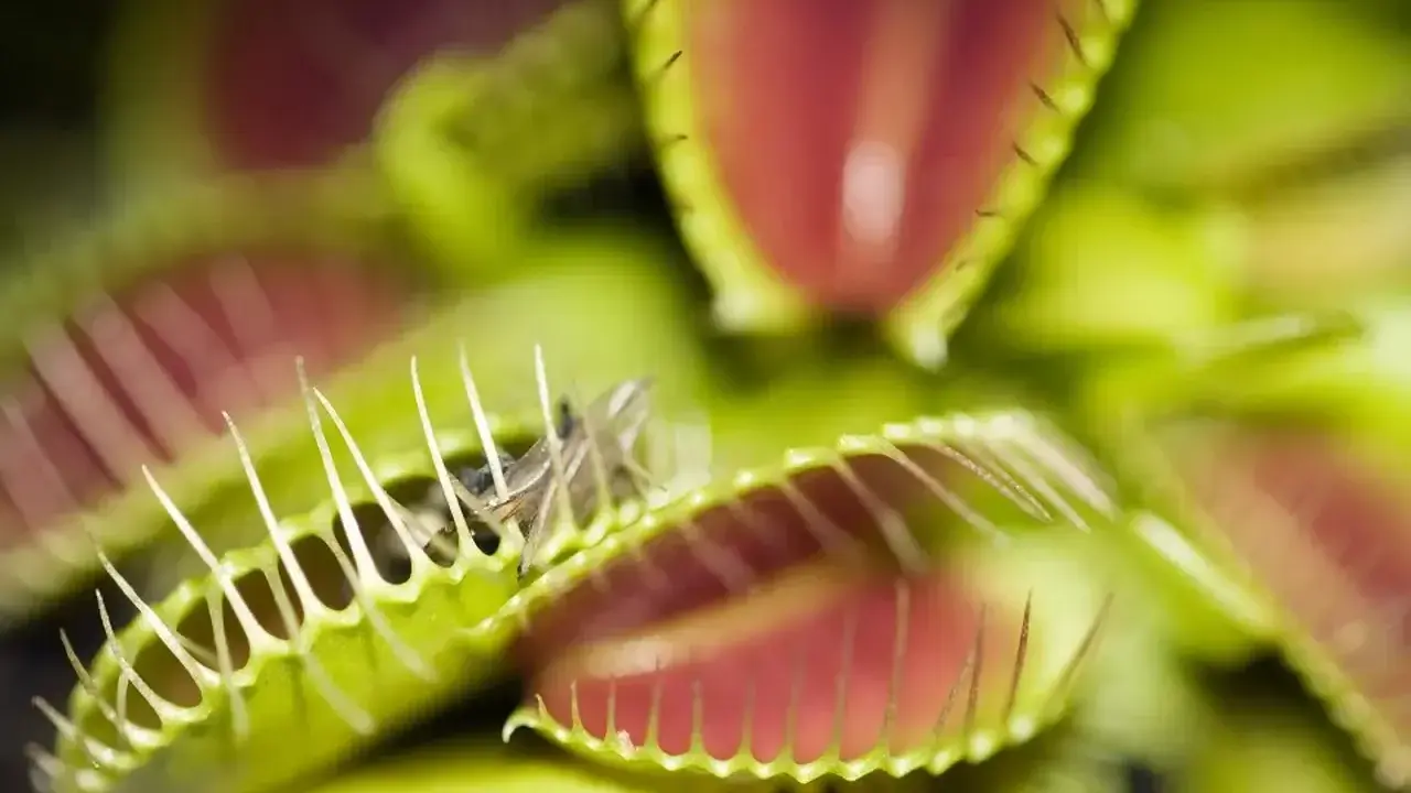 Dionaea muscipula, czyli kwiat na muchy, zamyka swoje pułapki, łapiąc owada. Zielone liście z czerwonym wnętrzem i ząbkami tworzą groźną dla muchy scenę.