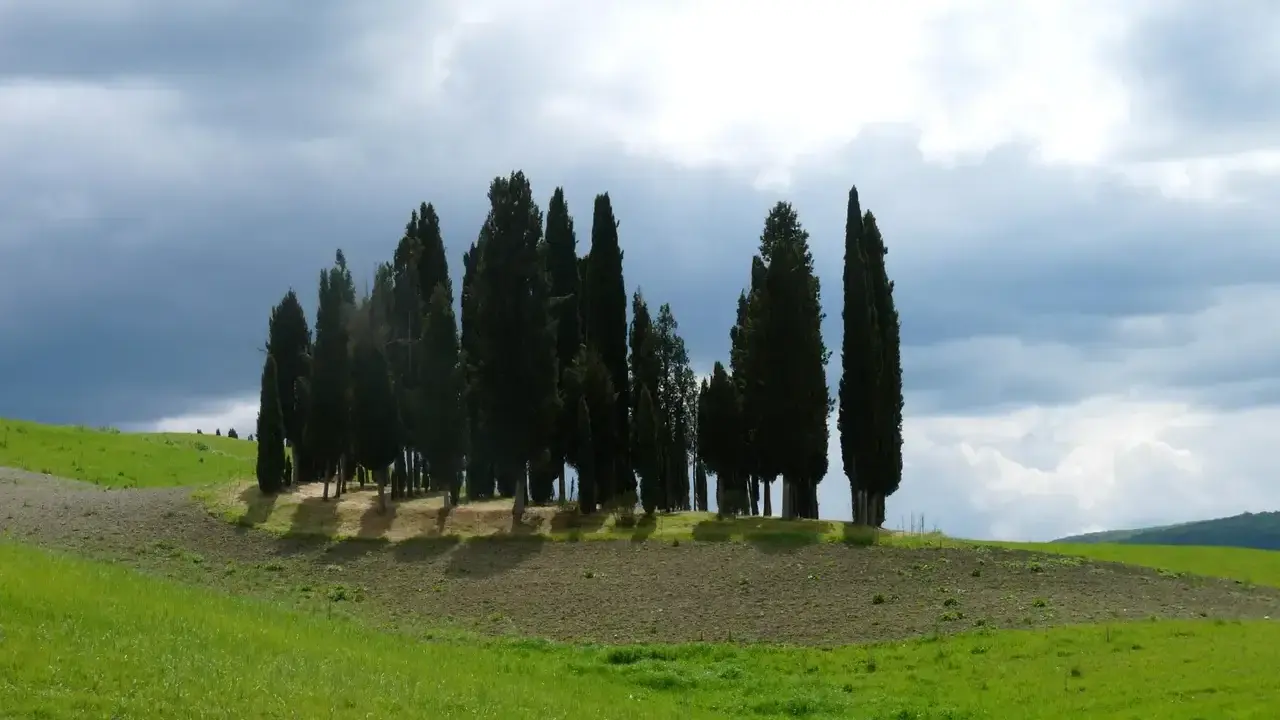 Cipressi iconici su una collina vicino a San Quirico d'Orcia, con cielo nuvoloso e campi verdi.