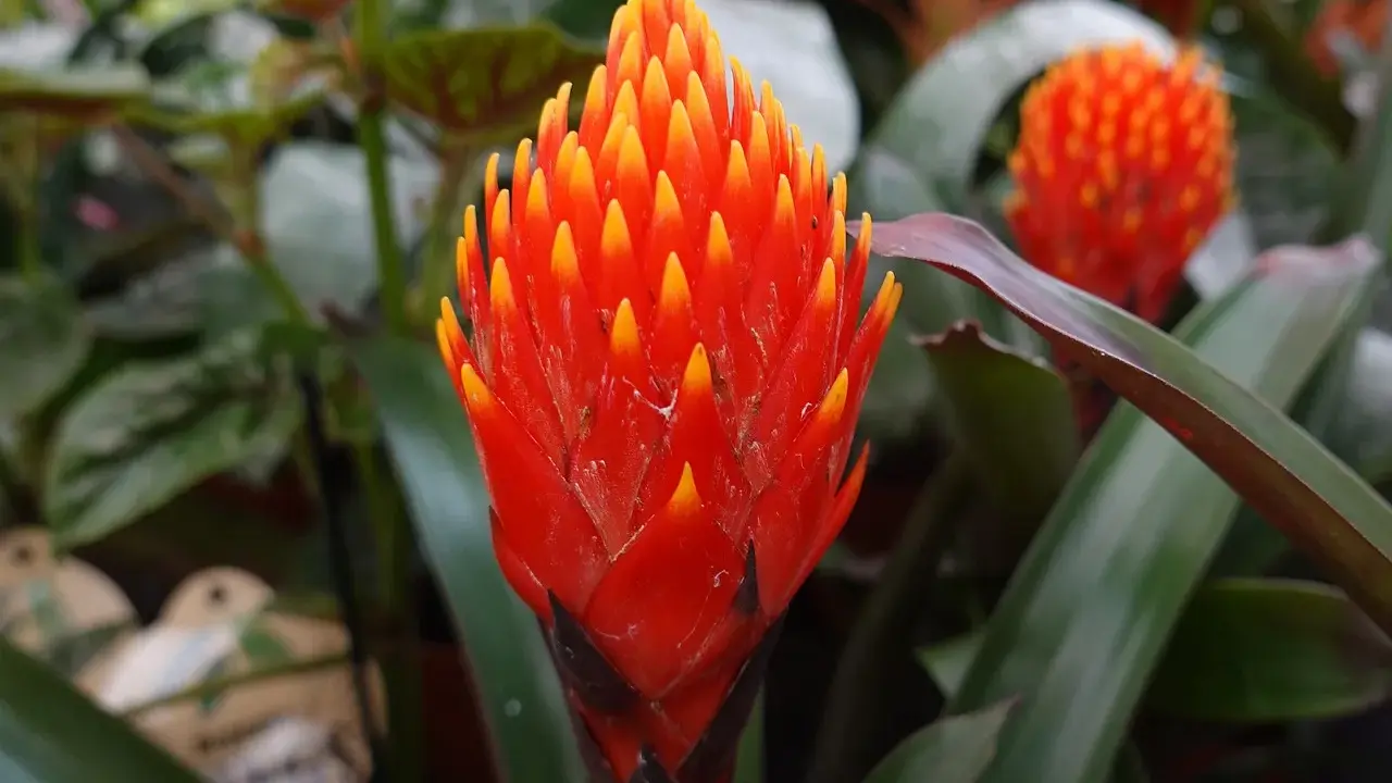 Jasna, ognista guzmania. Dowiedz się, jak dbać o tę egzotyczną piękność, by cieszyć się jej barwami.