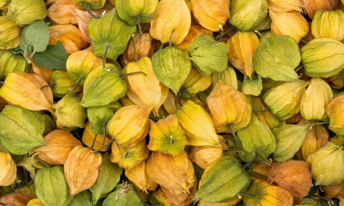 Ein Haufen Physalis, die mit ihren papierartigen Hüllen in Gelb- und Grüntönen leuchten. Diese kleinen Früchte sind nicht nur optisch ansprechend, sondern auch sehr gesund.