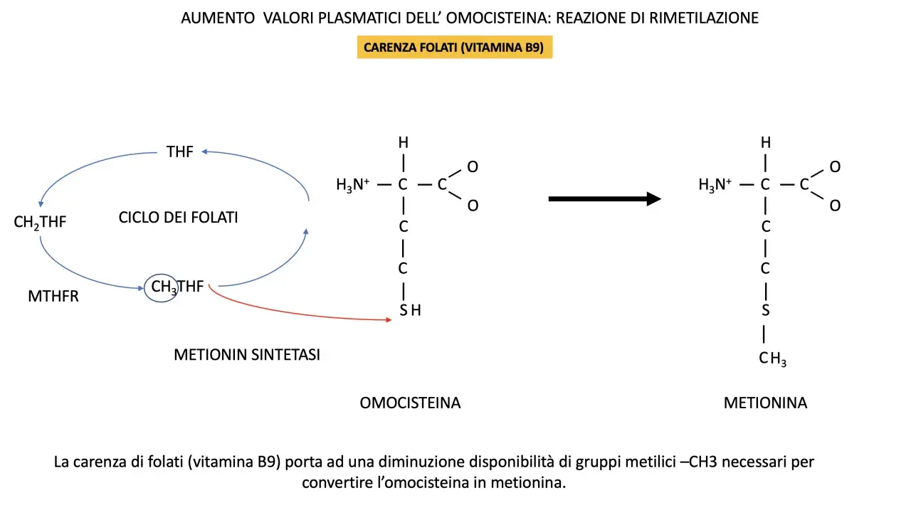 Schema del ciclo dei folati e conversione omocisteina-metionina. La mutazione MTHFR in omozigosi può influenzare questo processo.