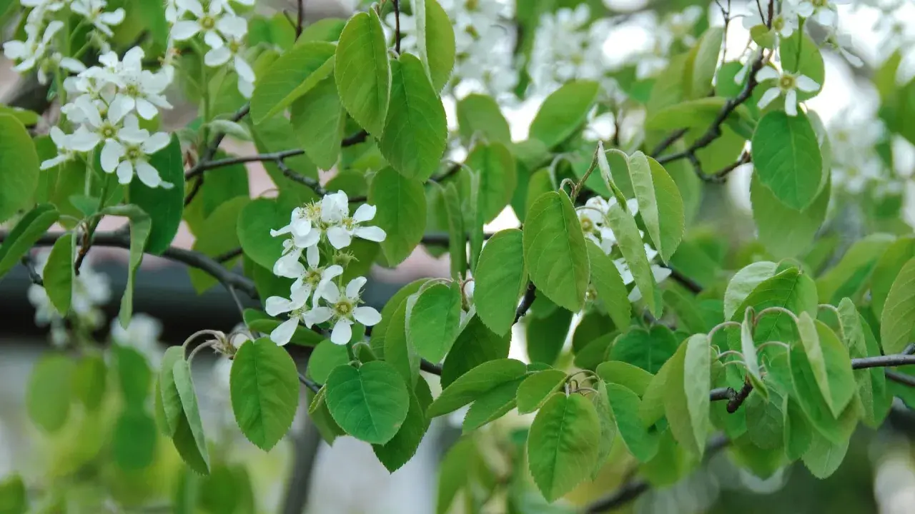 Zarte weiße Blüten und grüne Blätter der Felsenbirne im Frühling. Ein leichter Wind lässt die Zweige tanzen, bereit für den Schnitt.