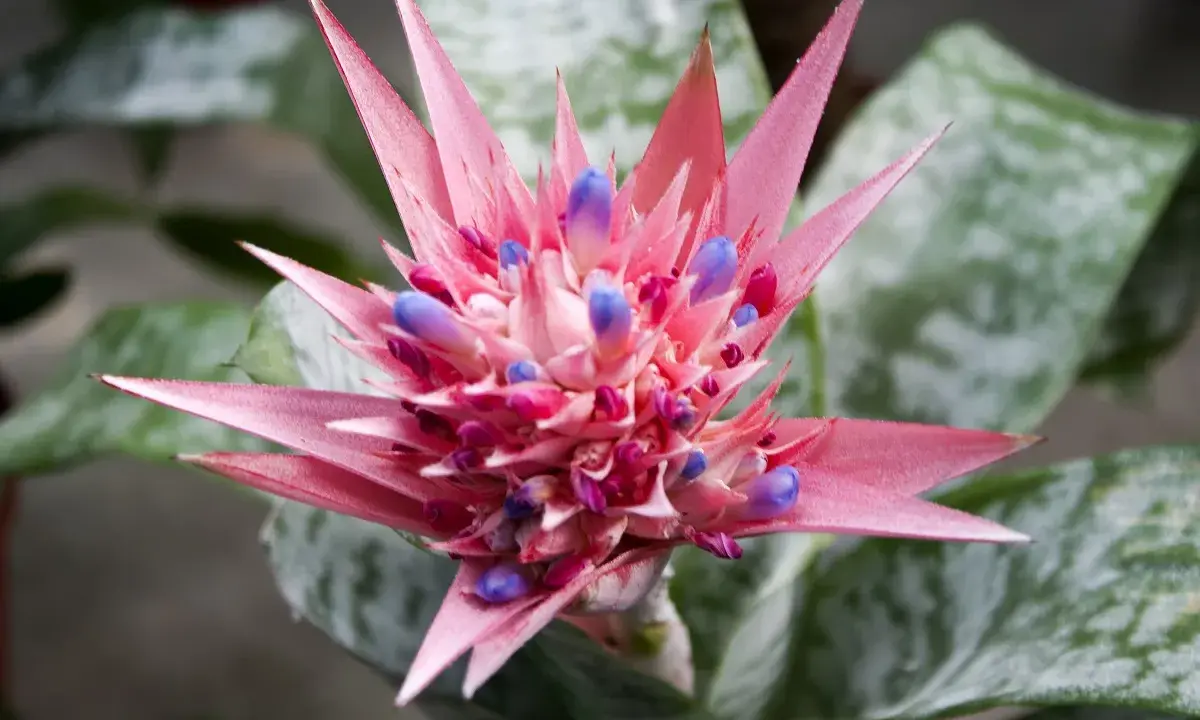 Różowa bromelia kwiat z fioletowymi pąkami, otoczona zielonymi liśćmi z srebrzystymi wzorami.
