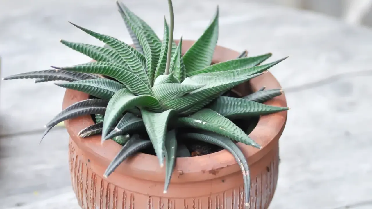 Haworthia limifolia w glinianej doniczce, z charakterystycznymi, prążkowanymi liśćmi tworzącymi rozetę.