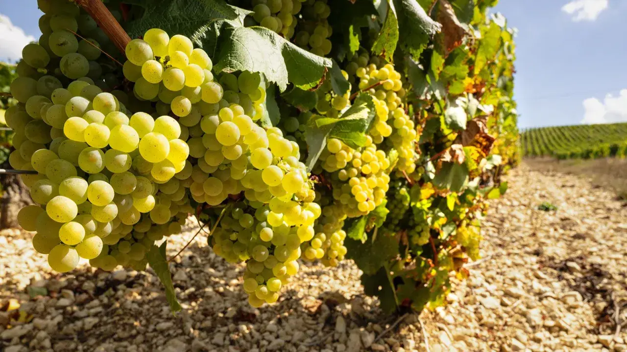 Reife Chardonnay-Trauben hängen an einem Rebstock. Diese Chablis-Rebsorte reift unter der Sonne und verspricht einen köstlichen Wein.