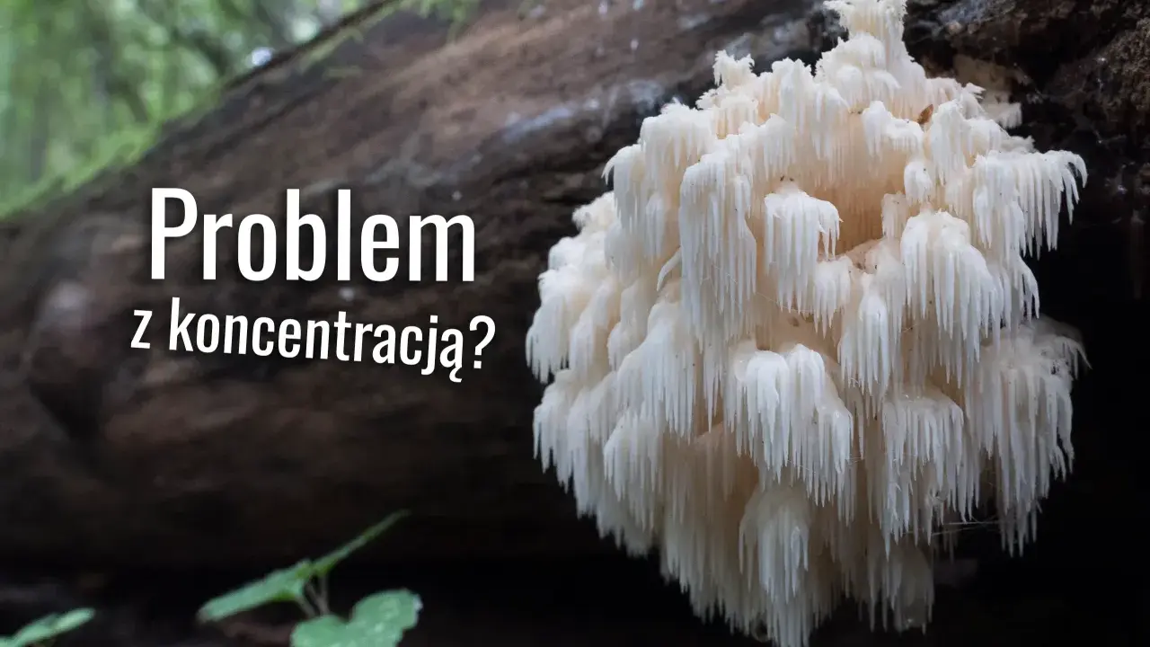 Soplówka jeżowata, znana ze swojego niezwykłego wyglądu, może wspierać koncentrację.